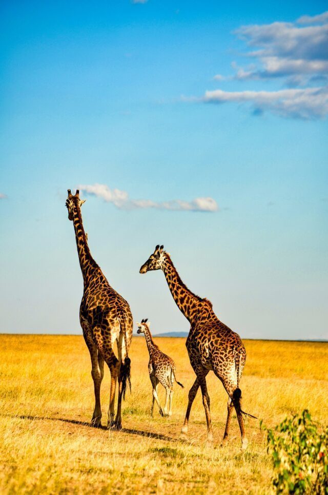 Spotting giraffes during the Family Adventure Serengeti Safari with the Life Happens Outdoors team.