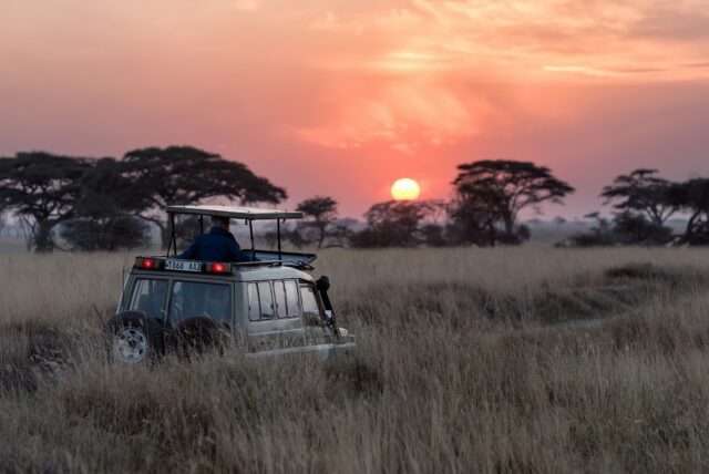 Discovering the animals that roam at sunset from the safari car during the Family Adventure Serengeti Safari with the Life Happens Outdoors team.