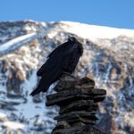 A Kilimanjaro raven sits on top of a cairn with the snow-capped summit of Kilimanjaro in the background, as seen from Karanga Camp during the Climb Kilimanjaro Expedition with the Life Happens Outdoors team.