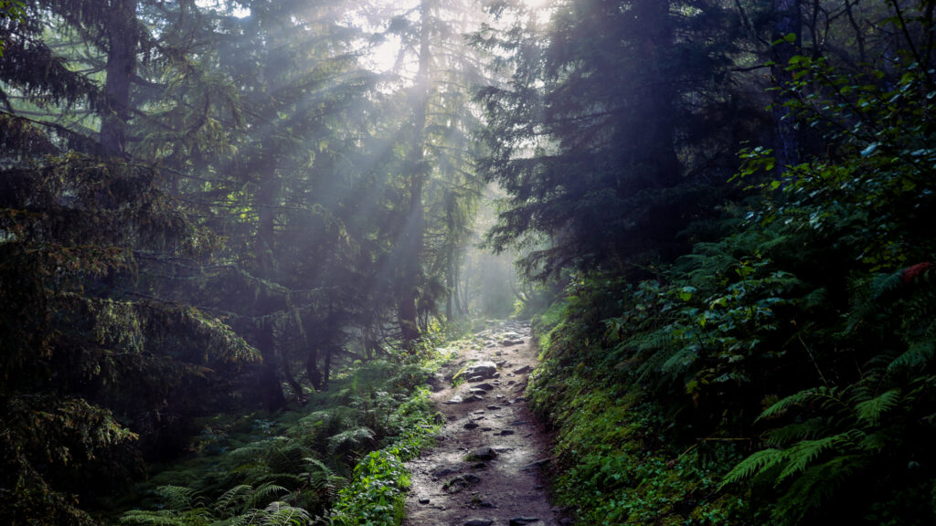 The deep, lush forest along the Col de la Forclaz between Trient and Champex-Lac in Switzerland on the Tour du Mont Blanc trail.