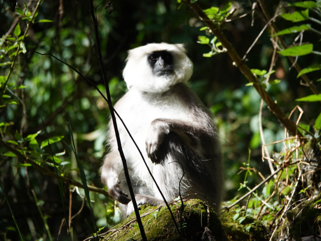 Monkeys near the village of Bamboo on the Annapurna Base Camp trek, sitting in lush lower-altitude greenery surrounded by dense forest vegetation.