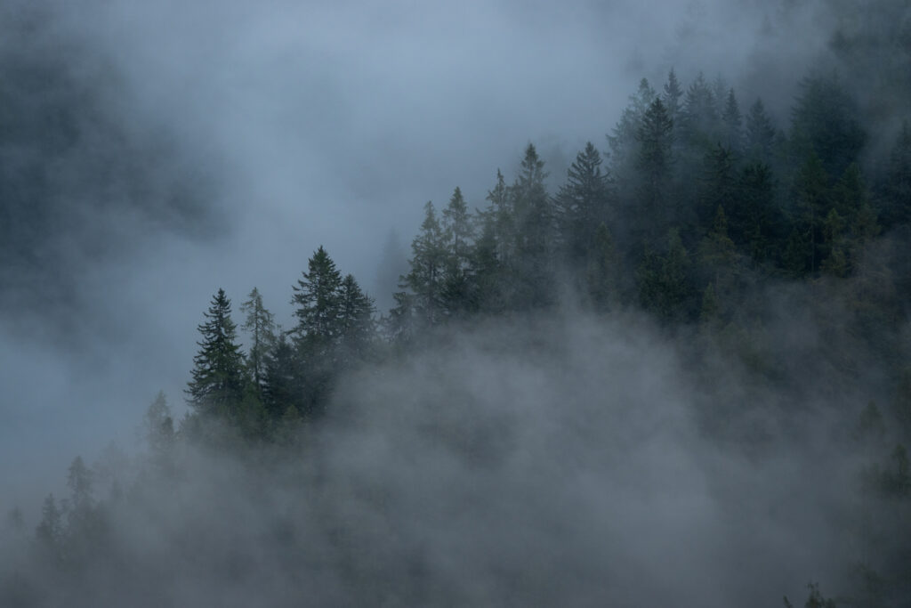 Fog drifting through alpine pine forests along the Tour du Mont Blanc trek near Chamonix.