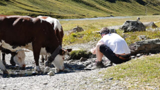 Traveller pausing in an alpine meadow during a walking holiday in the Alps